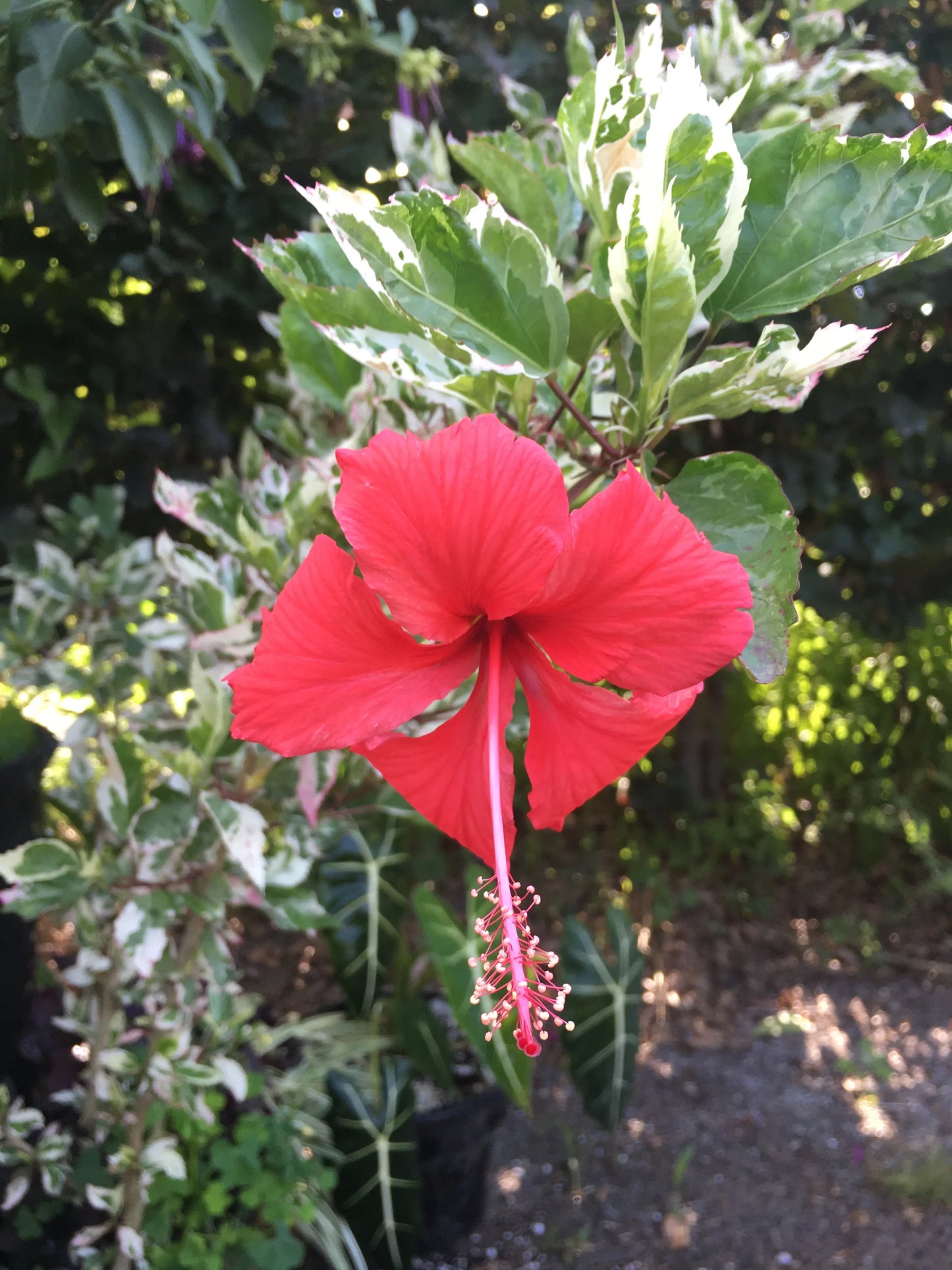 Hibiscus rosa-sinensis Snow White - Mason House Garden