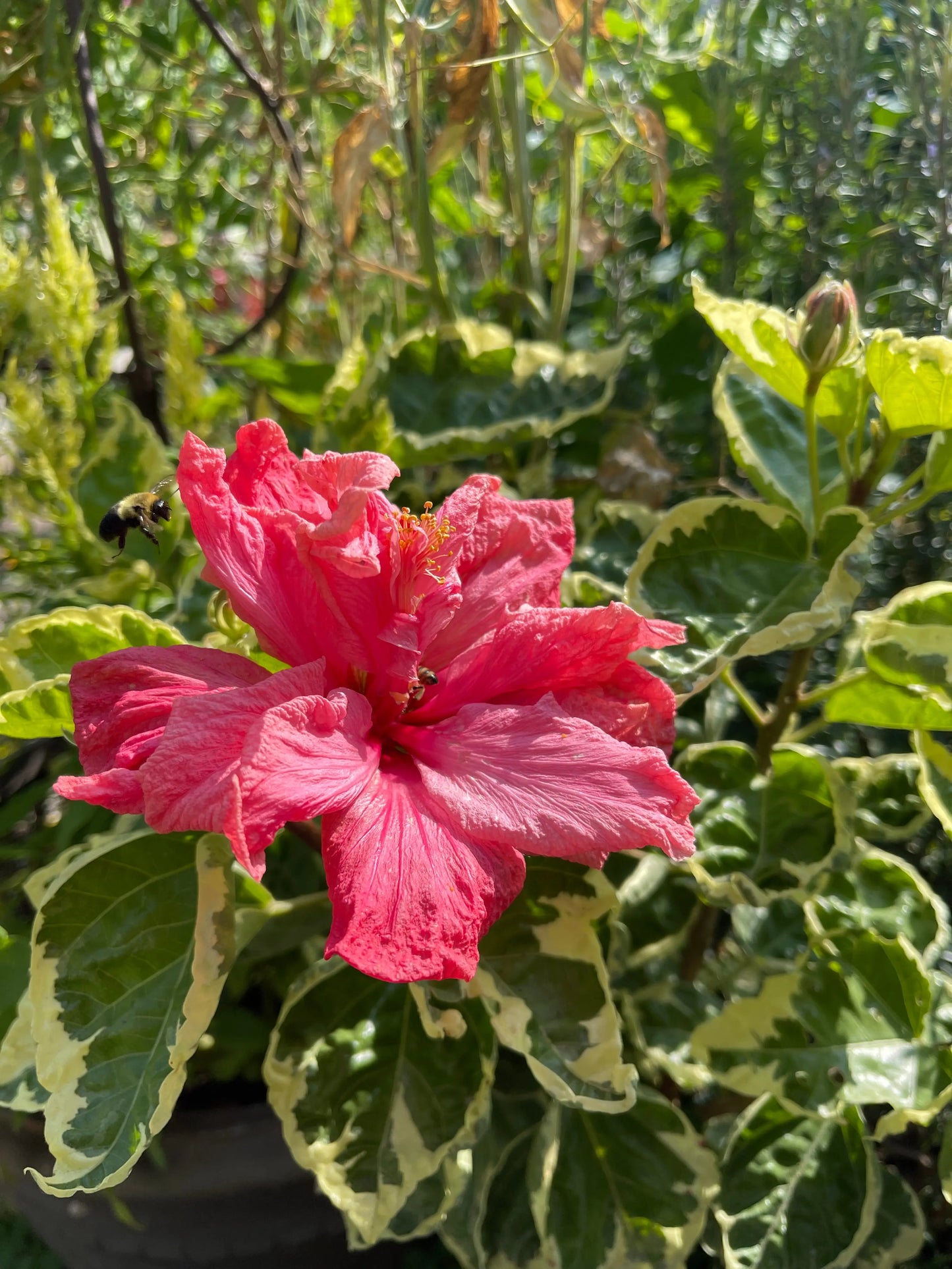 Hibiscus rosa-sinensis Double Pink Variegated - Mason House Garden