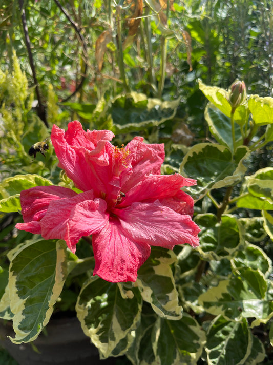 Hibiscus rosa-sinensis Double Pink Variegated