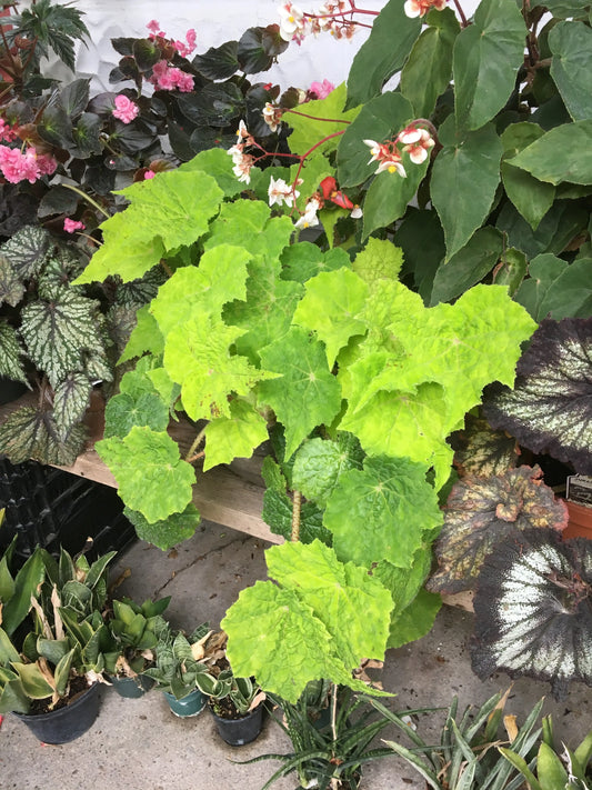 Begonia Snoopy - Mason House Garden