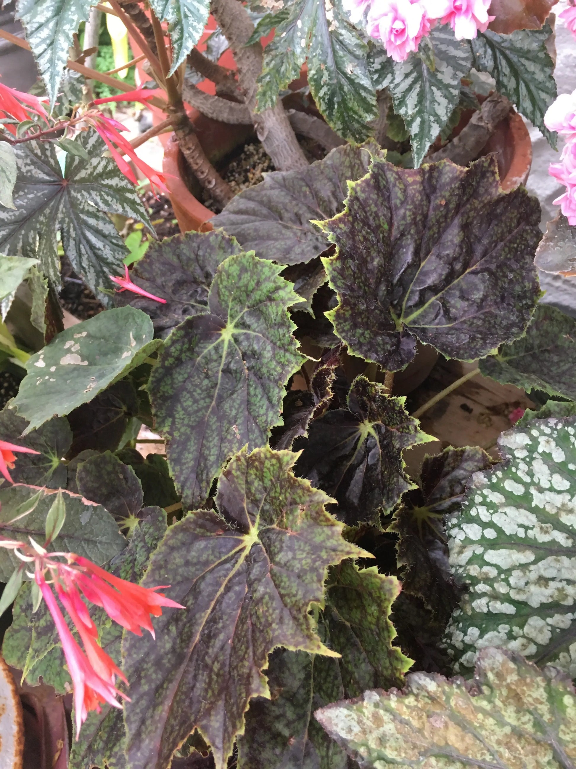 Begonia Plover - Mason House Garden