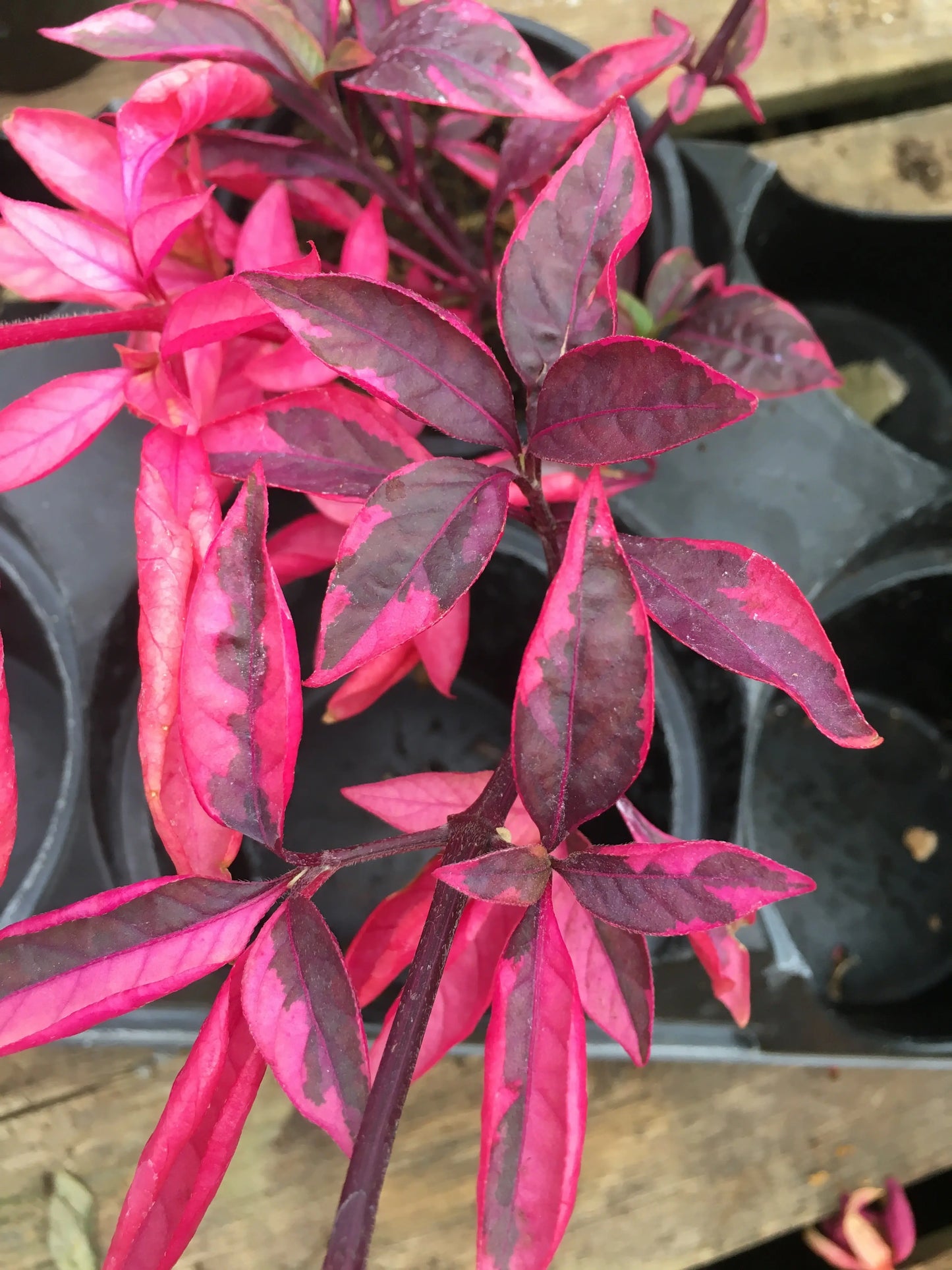 Alternanthera Brazilian Red Hots