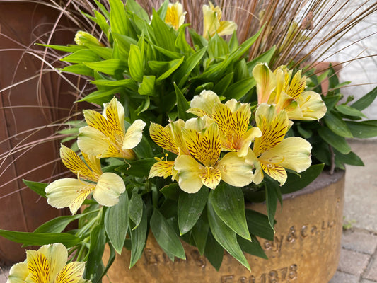 Alstroemeria Inca Rio - Mason House Garden