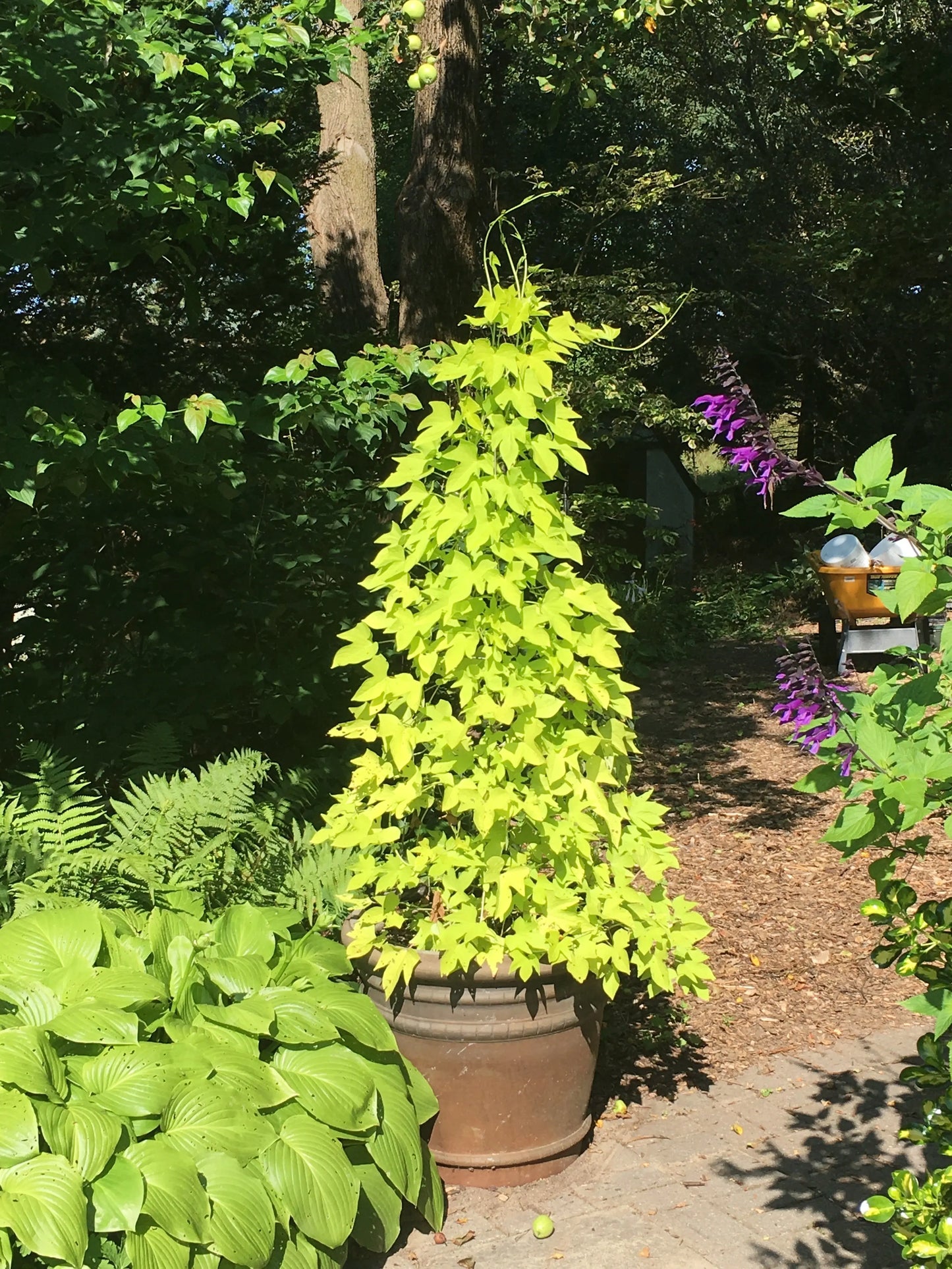 Ipomoea Climbing Chartreuse - Mason House Garden