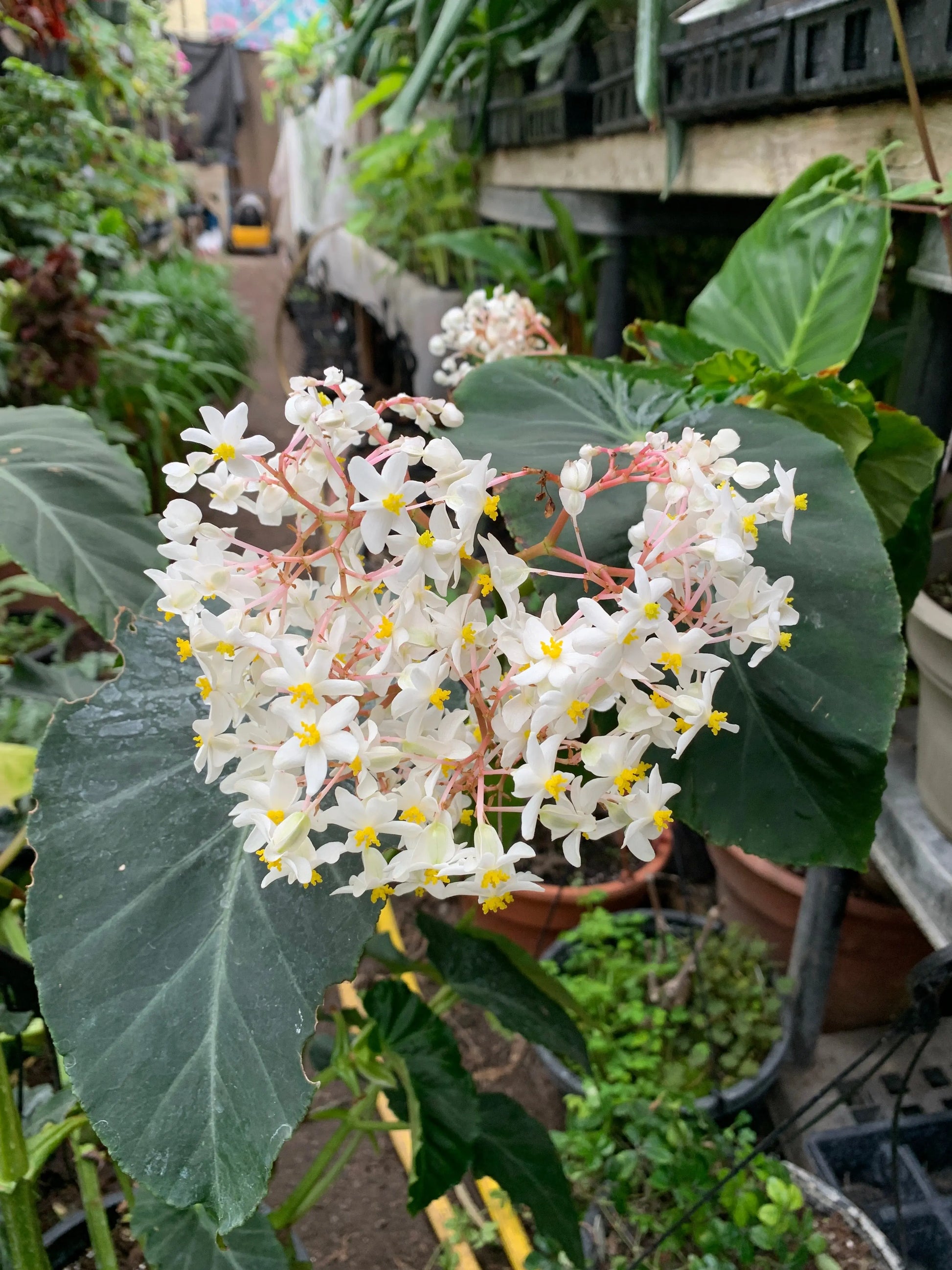 Begonia angularis - Mason House Garden