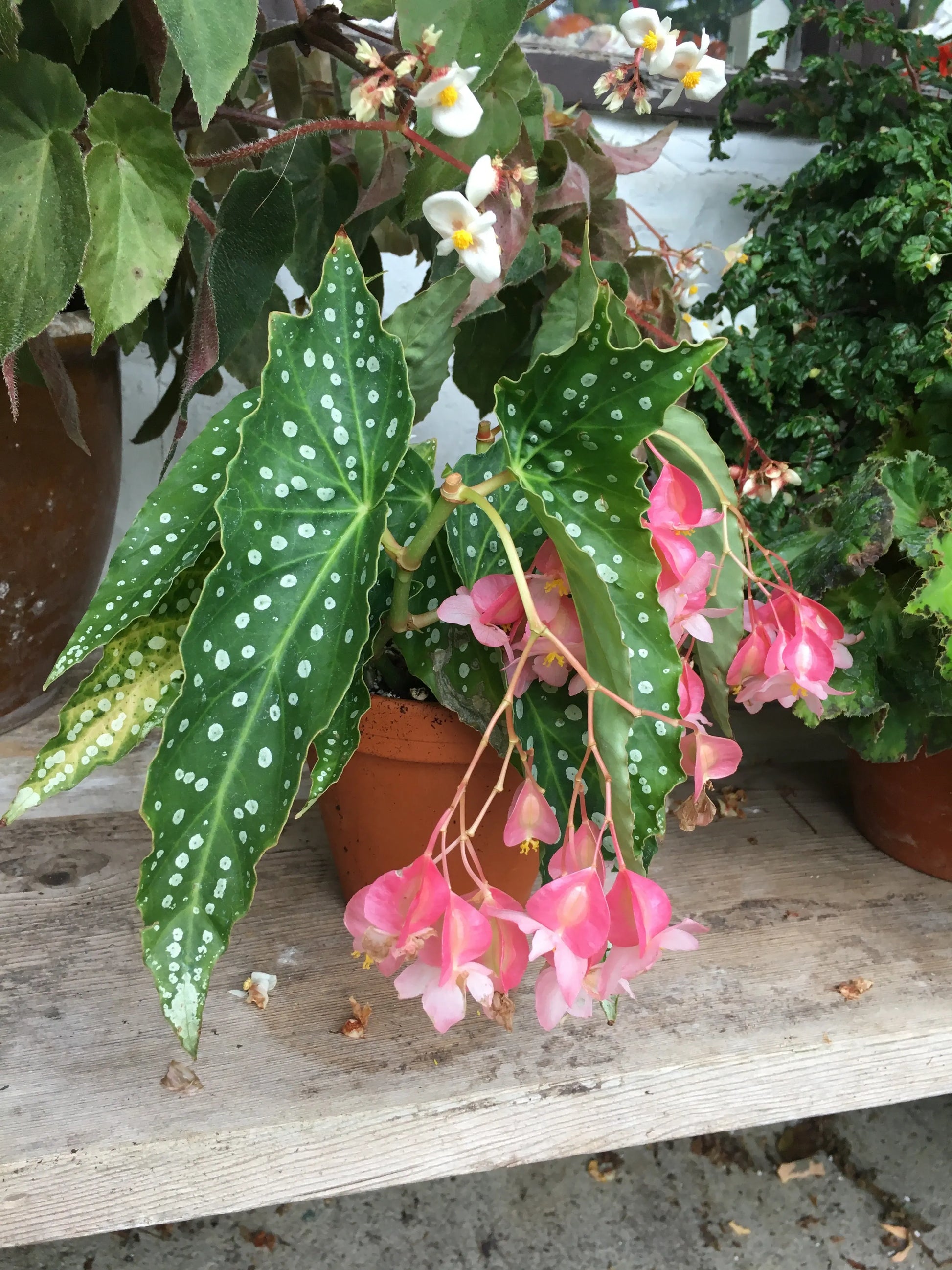 Begonia My Special Angel - Mason House Garden