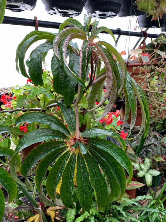 Begonia luxurians - Mason House Garden