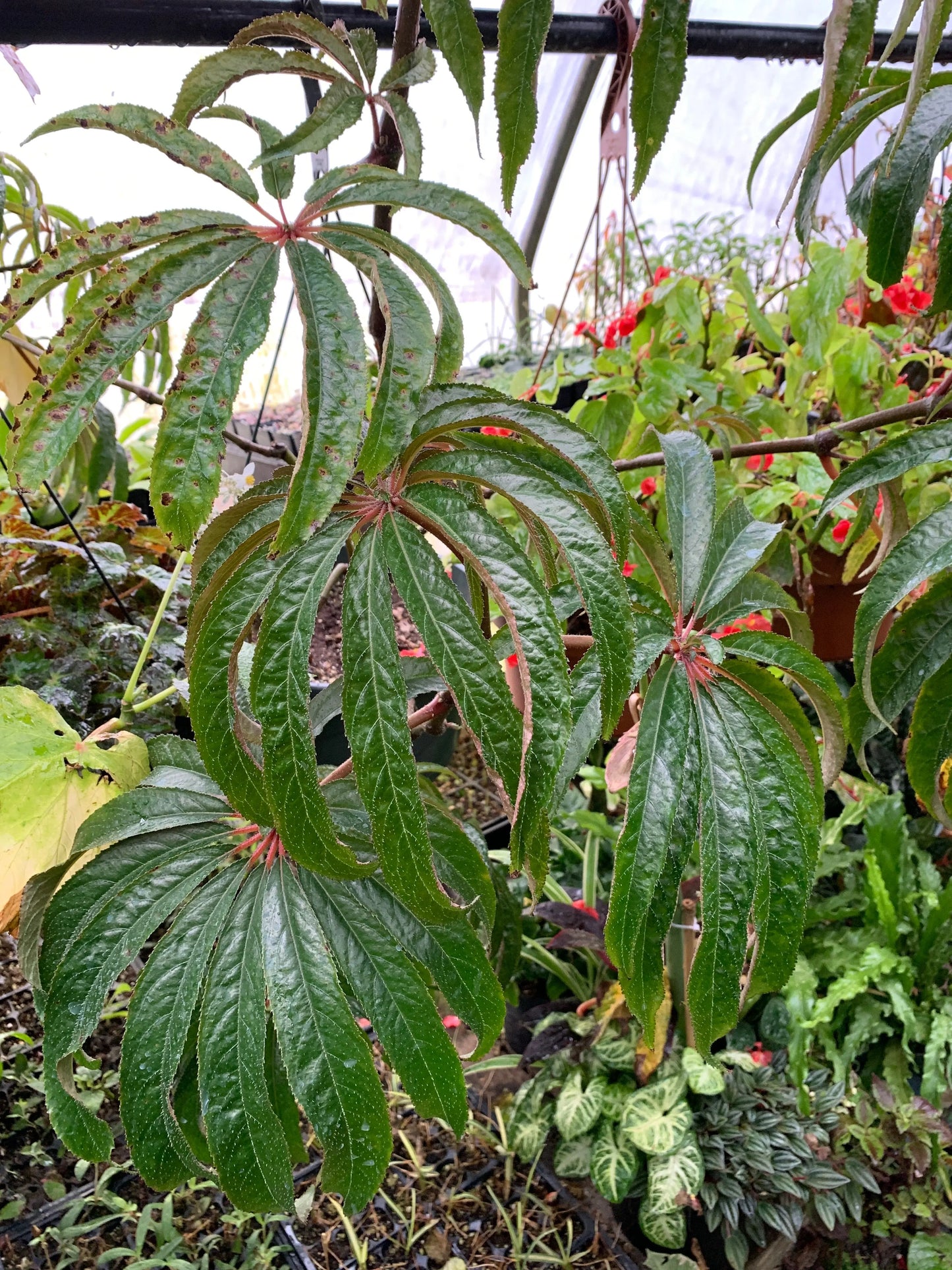 Begonia luxurians - Mason House Garden