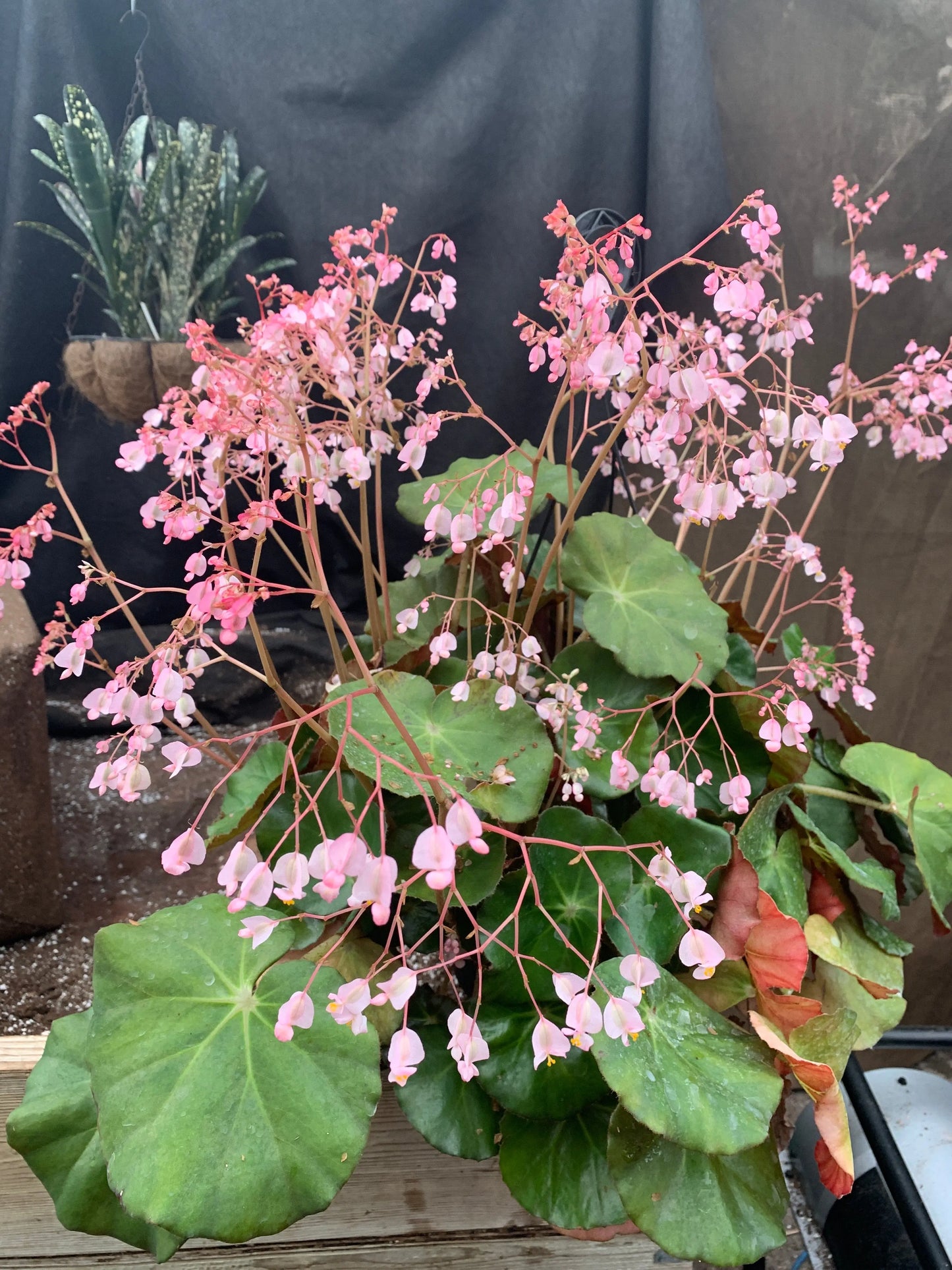 Begonia Erythrophylla - Mason House Garden