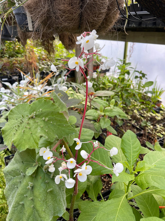 Begonia hispida v cucullifera - Mason House Garden