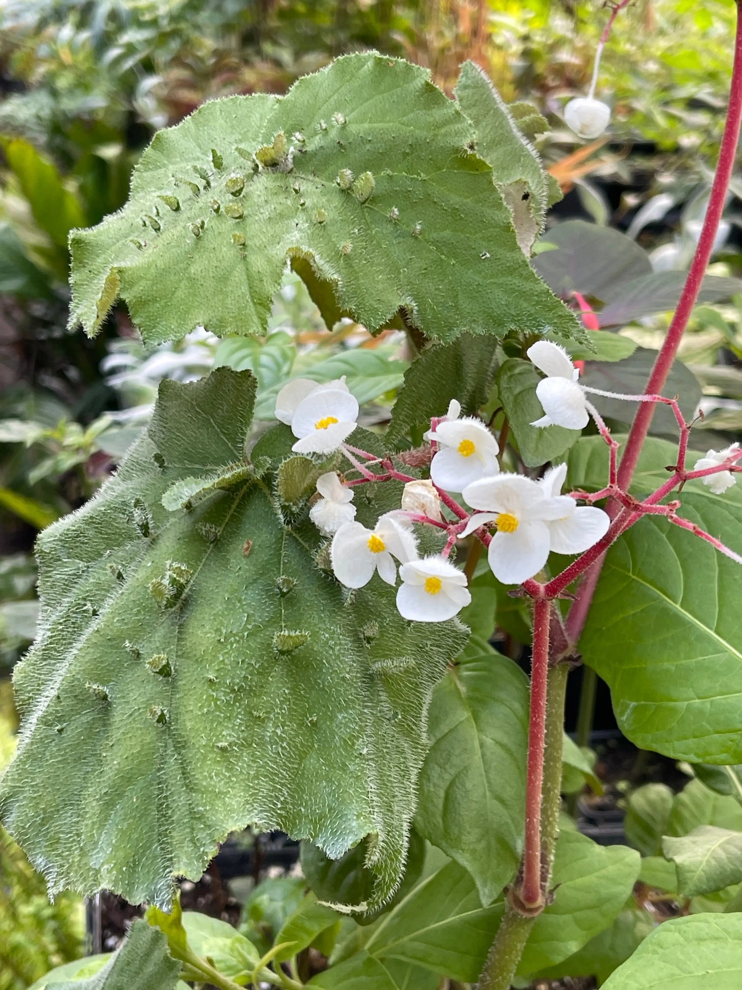 Begonia hispida v cucullifera - Mason House Garden