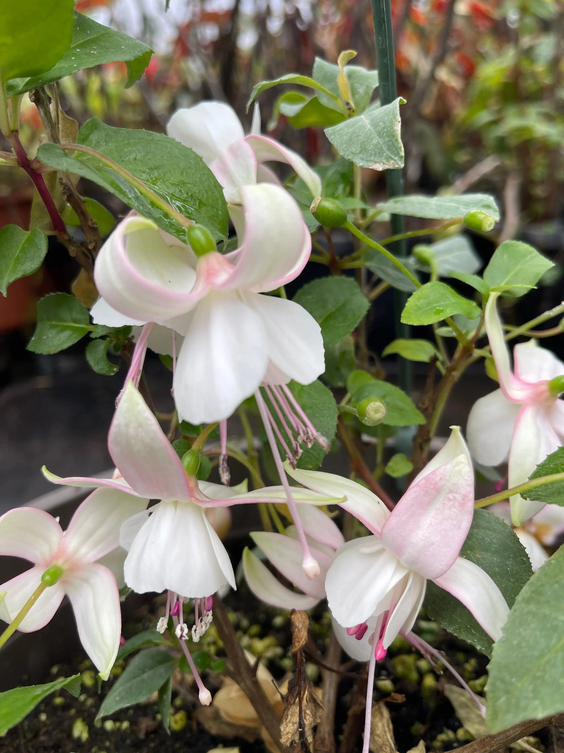 Fuchsia Polar - Mason House Garden