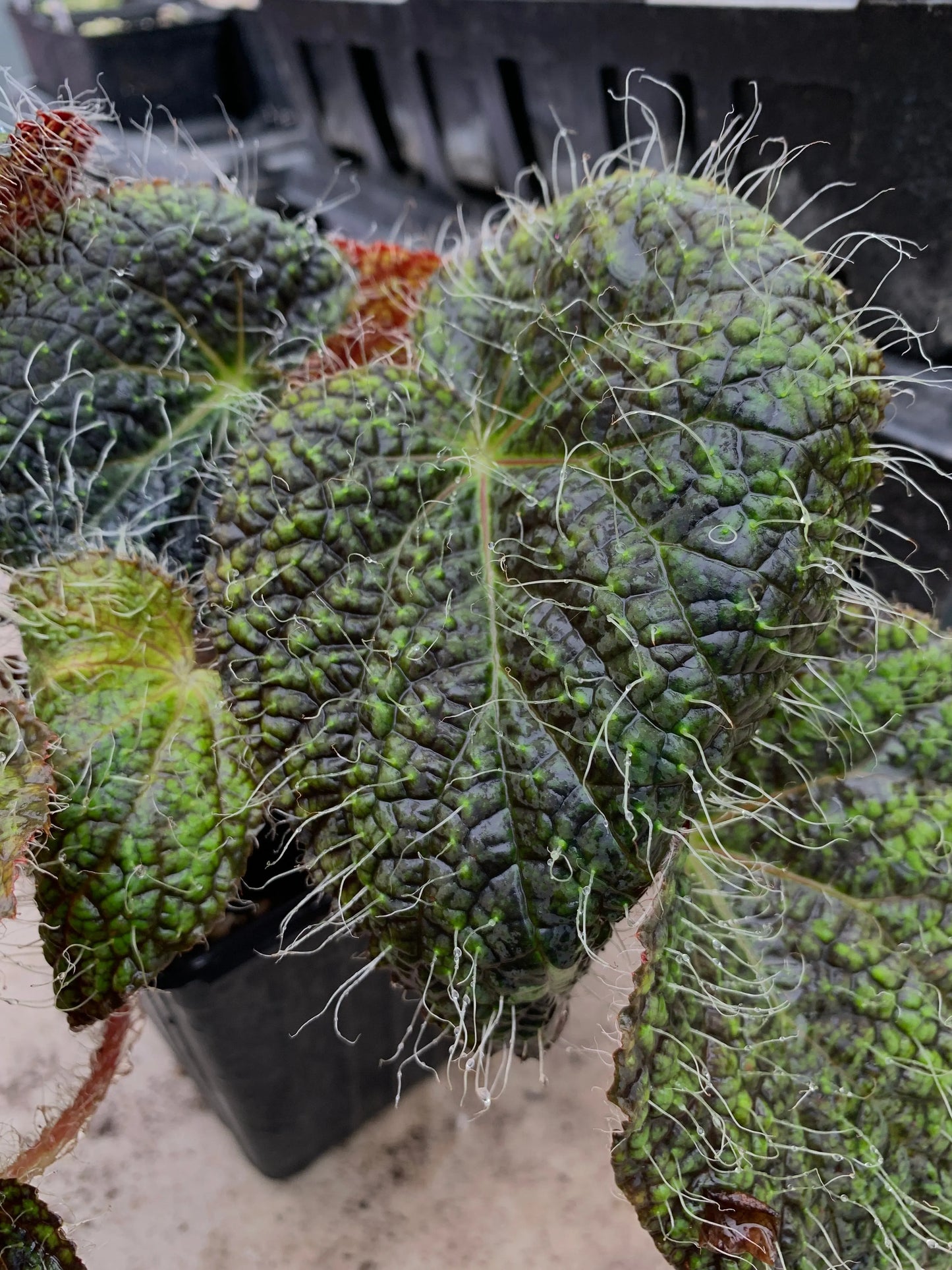 Begonia sizemorea (longiciliata) - Mason House Garden