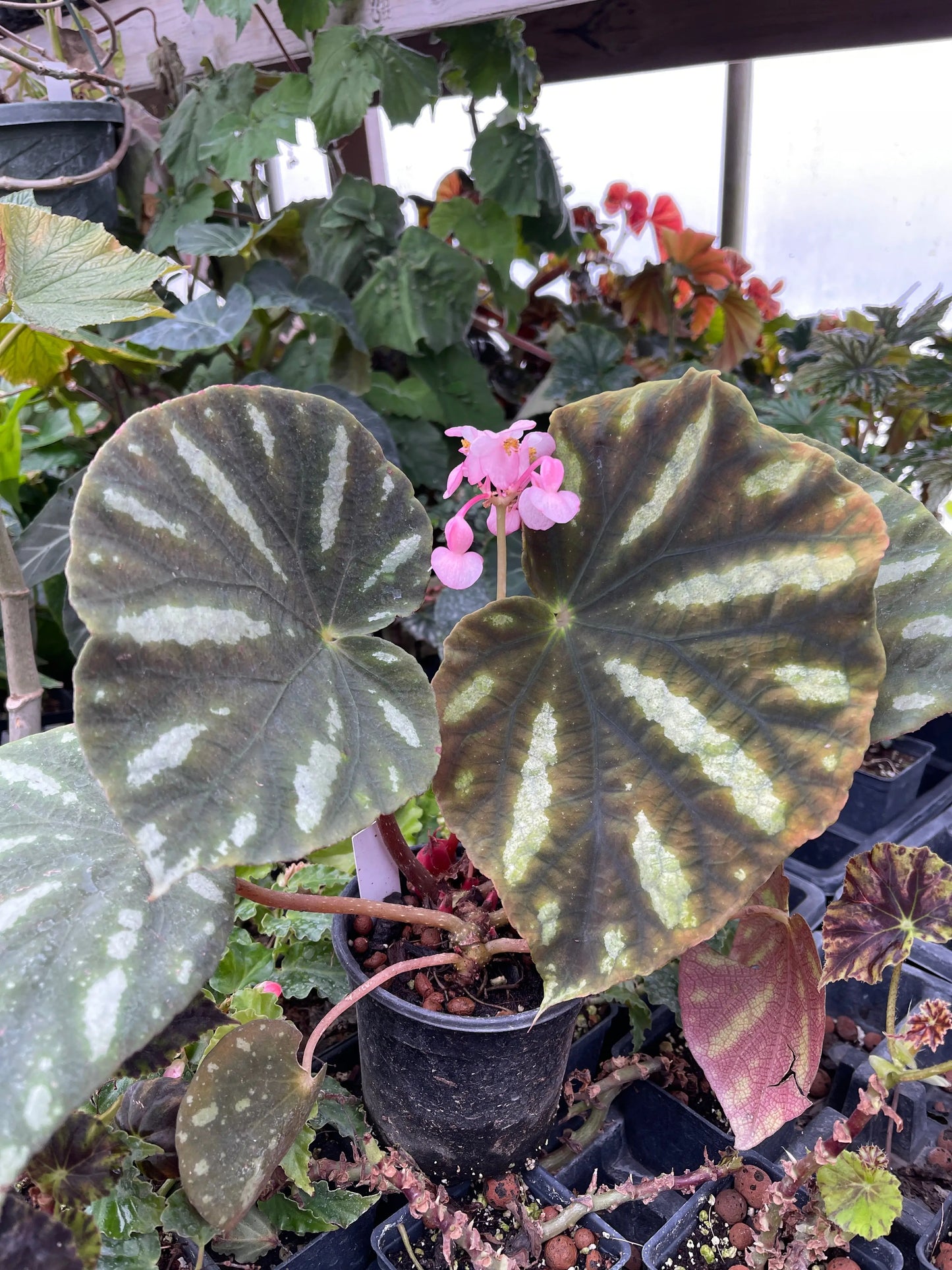 Begonia bonii - Mason House Garden