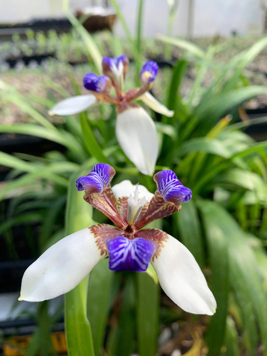 Neomarica gracilis - Mason House Garden