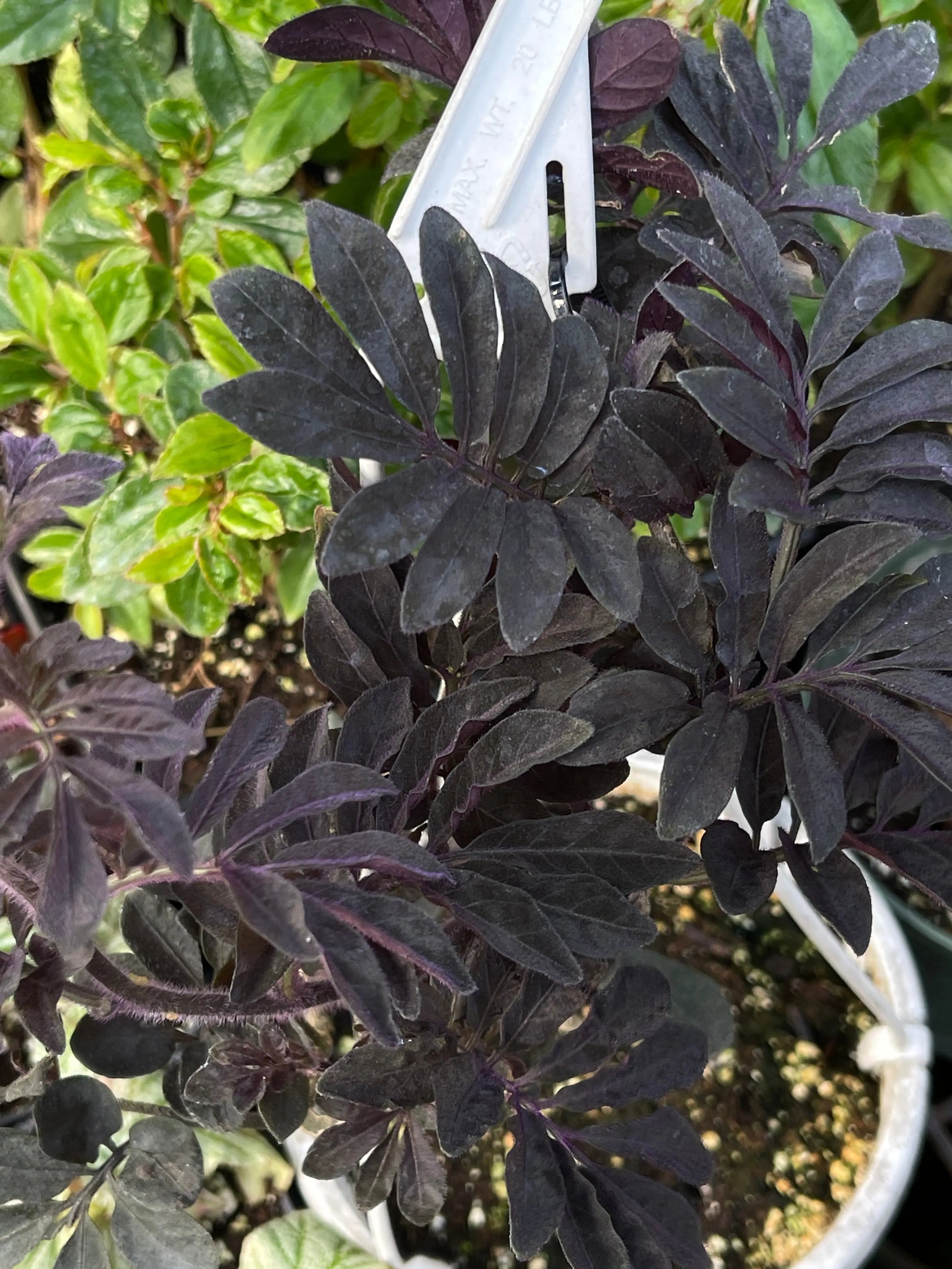 Solanum uleanum - Mason House Garden