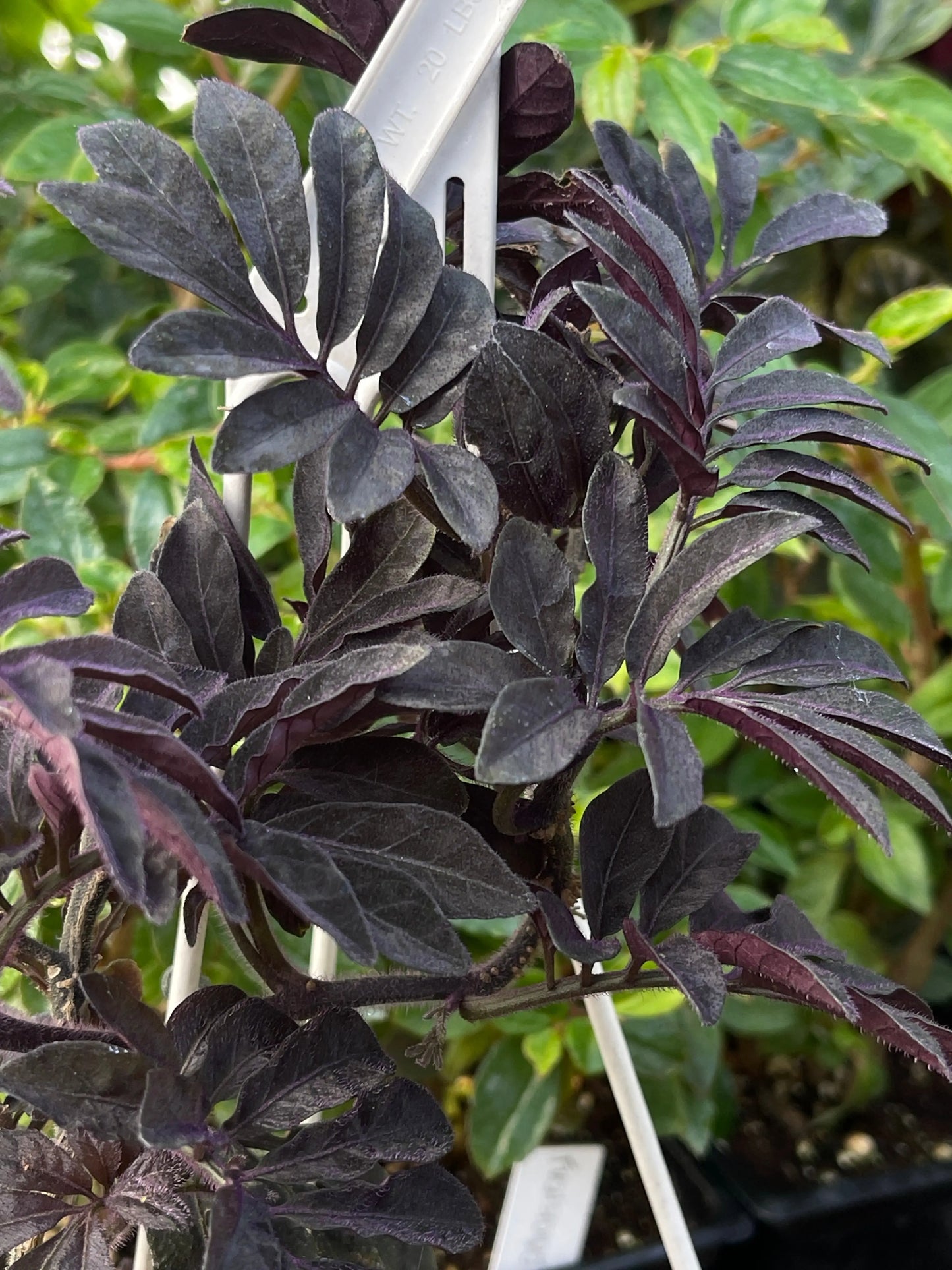 Solanum uleanum - Mason House Garden