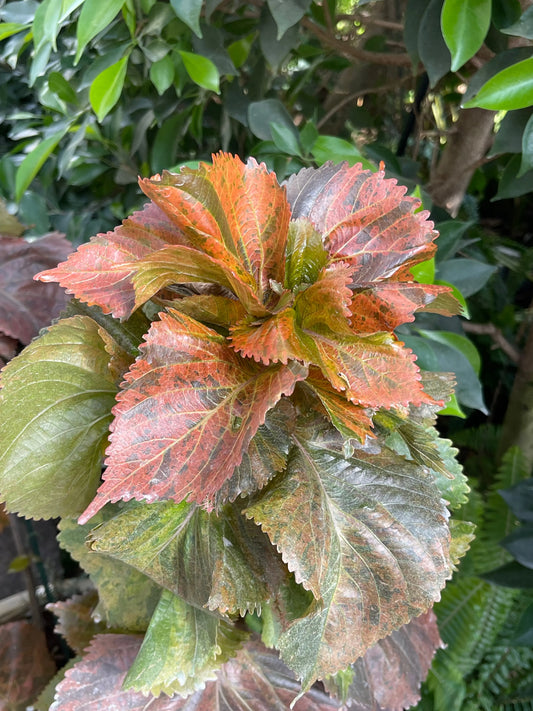 Acalypha wilkesiana