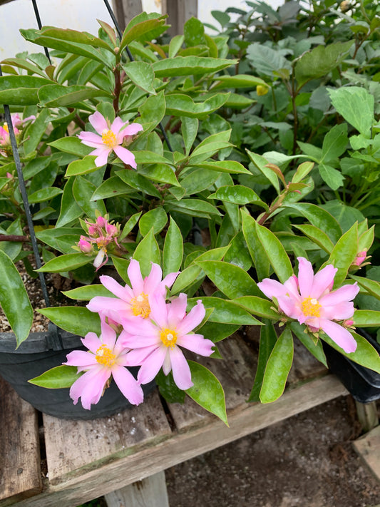 Pereskia grandifolia