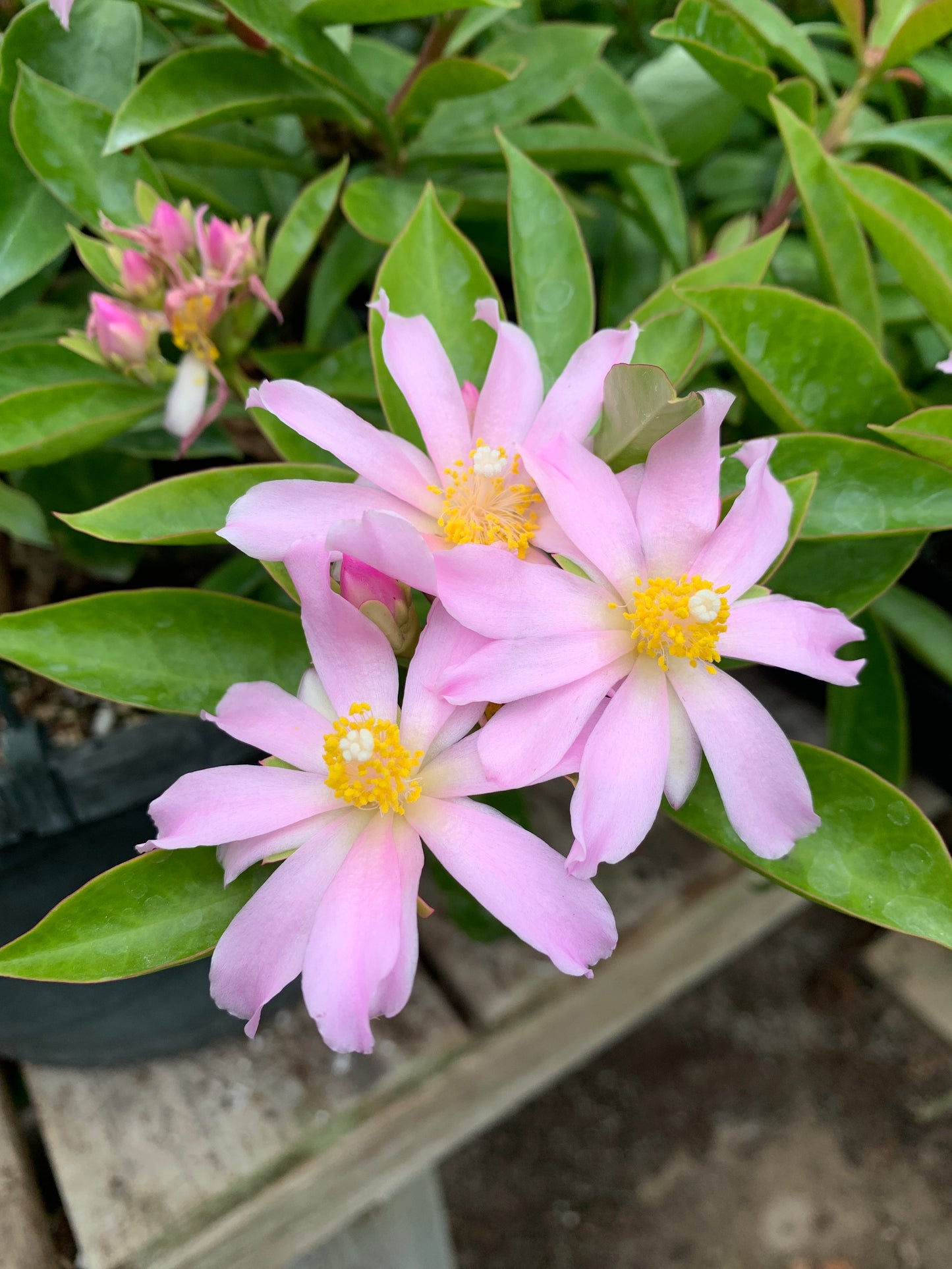 Pereskia grandifolia