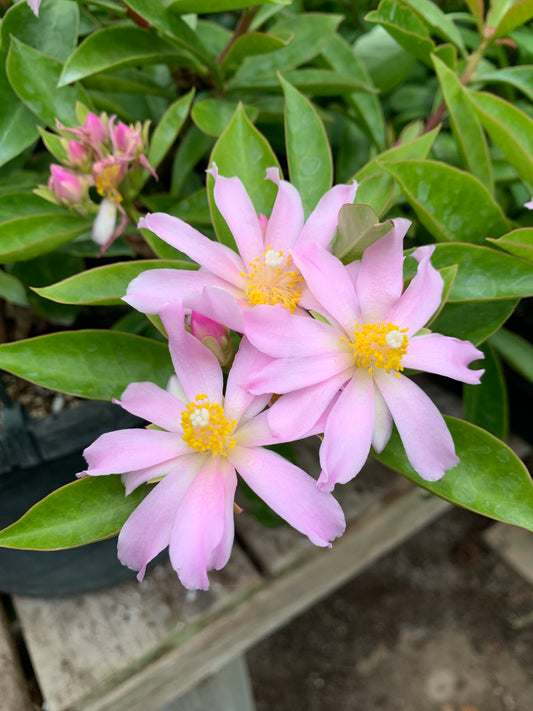 Pereskia grandifolia