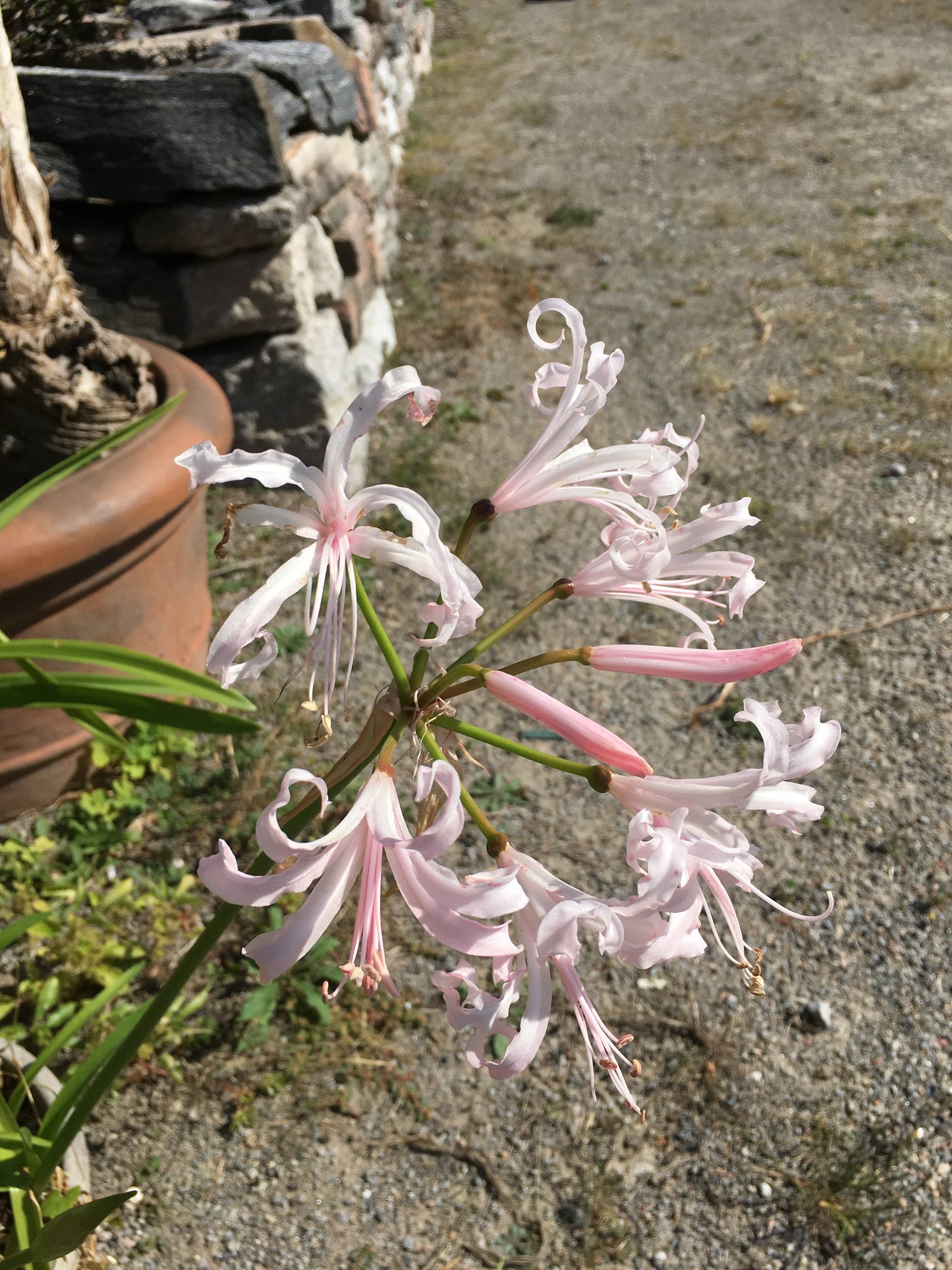 Nerine Bianca Perla
