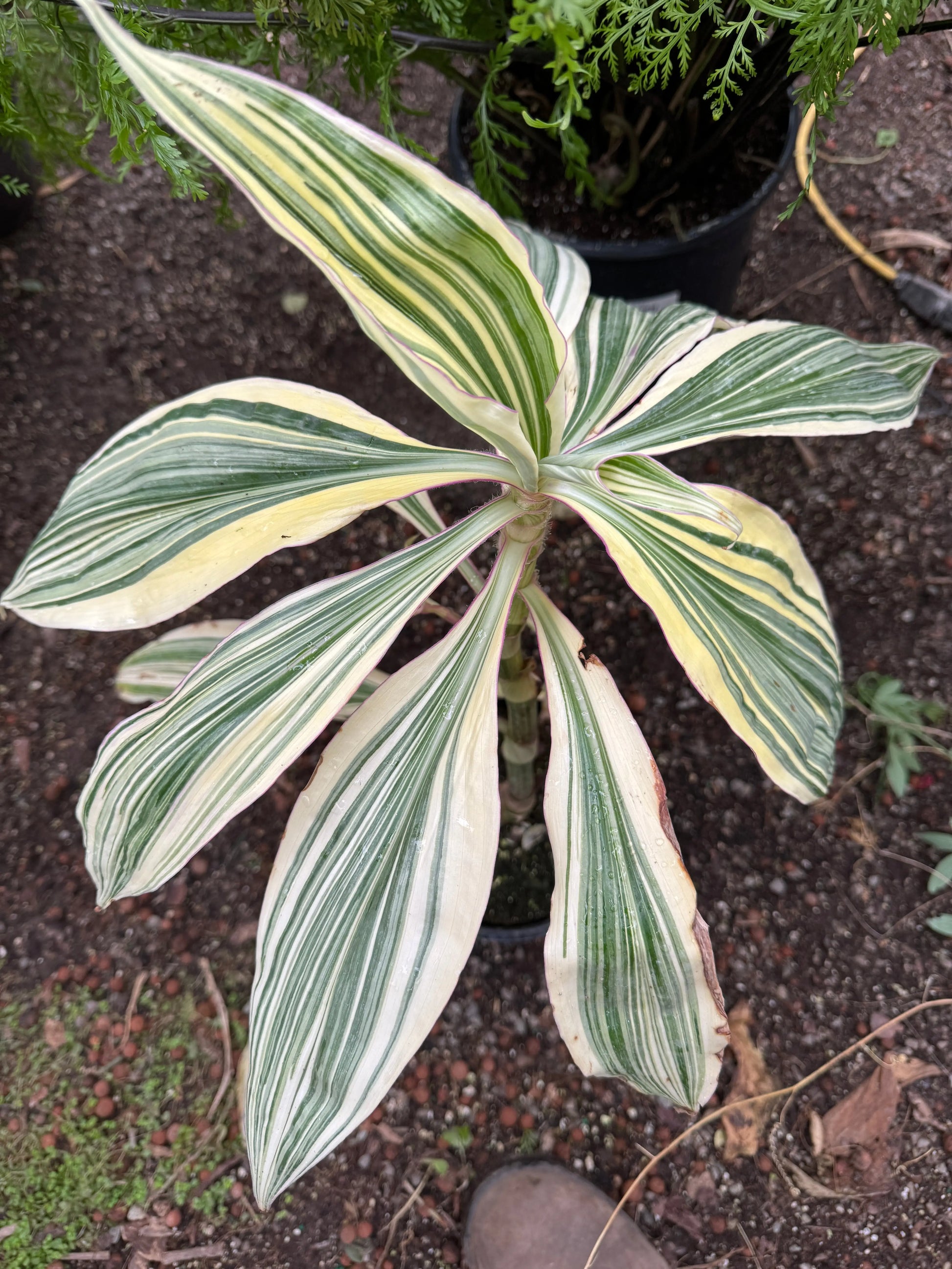 Tradescantia zanonia Mexican Flag - Mason House Garden