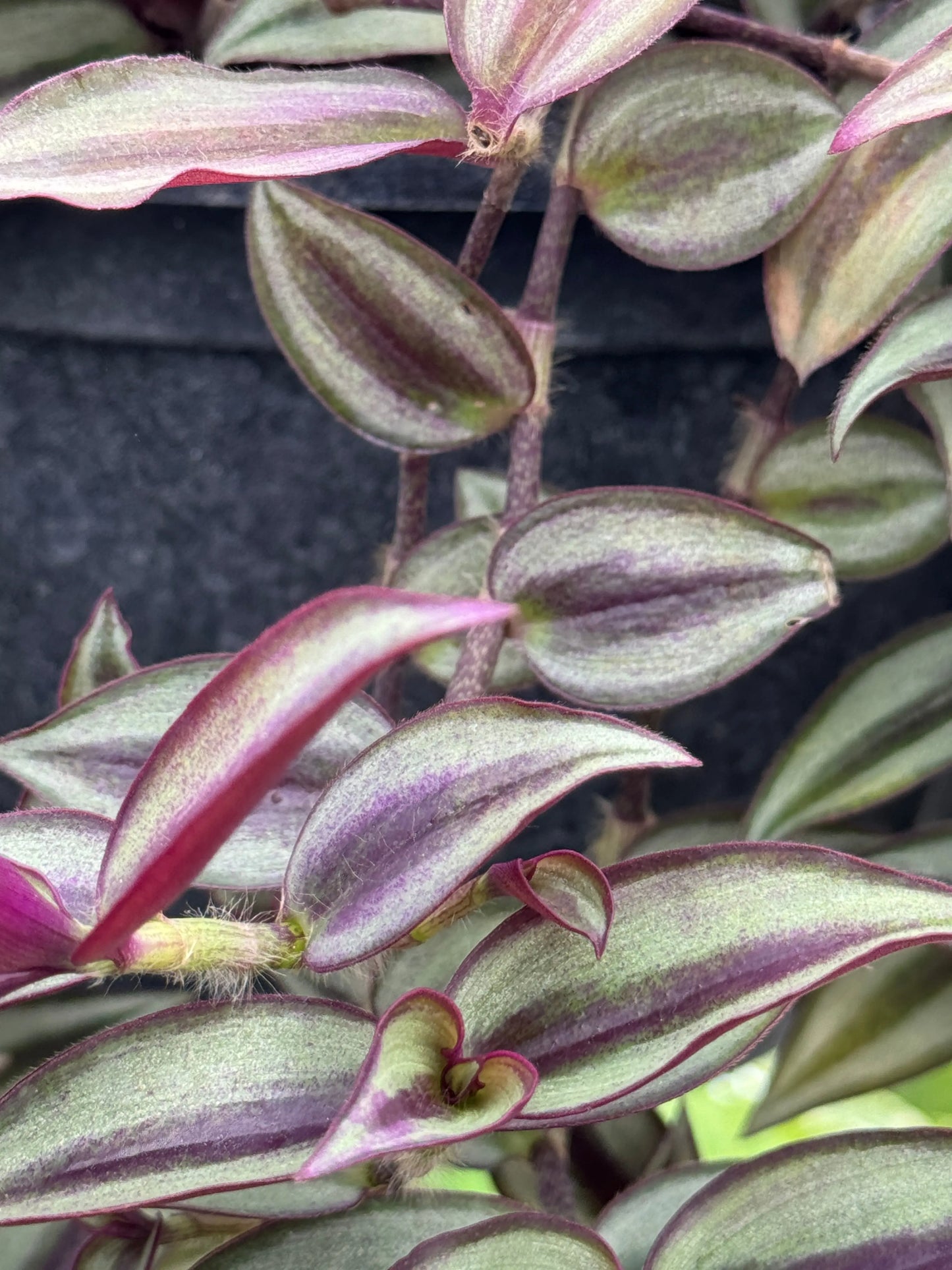 Tradescantia zebrina Burgundy - Mason House Garden