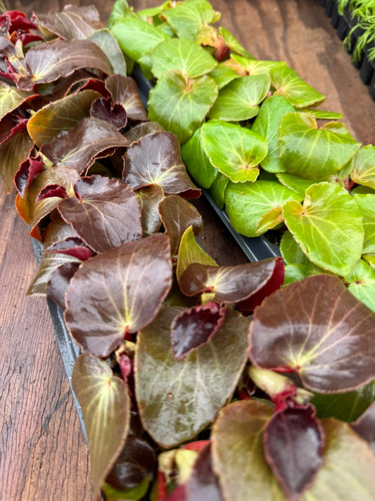 Begonia Dragon Wing Red Bronze Leaf - Mason House Garden