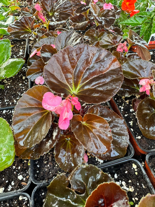 Begonia Stonehedge Rose Bronze Leaf - Mason House Garden