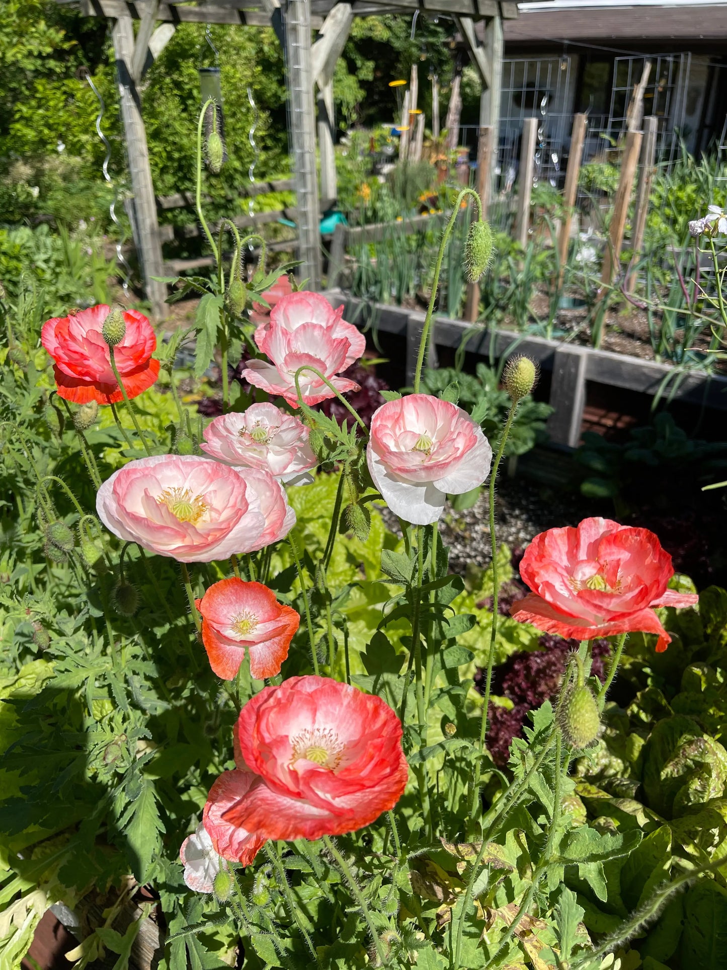 Papaver rhoeas Falling in Love