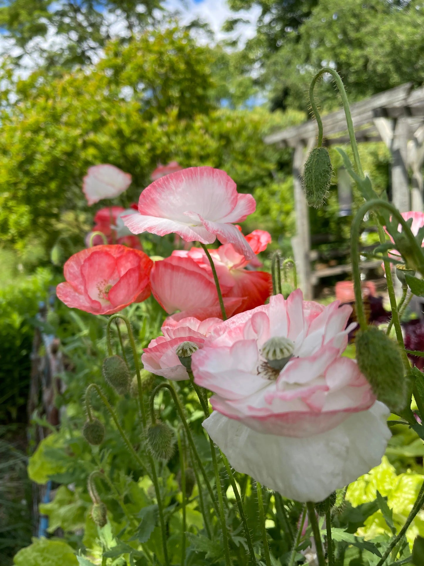 Papaver rhoeas Falling in Love - Mason House Garden