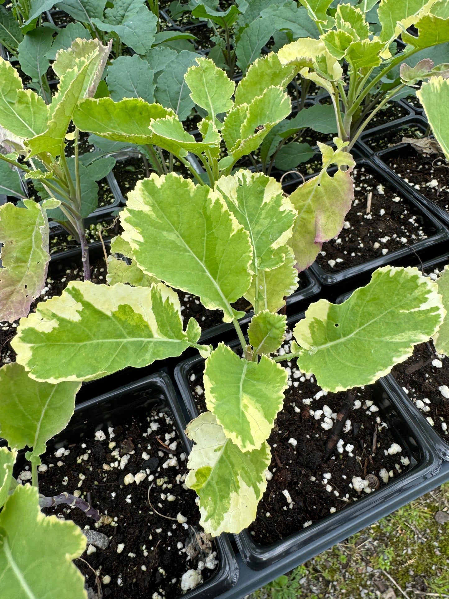 Kale Kosmic