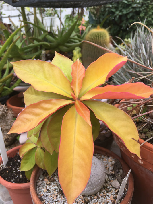 Pereskia aculeata Godseffiana