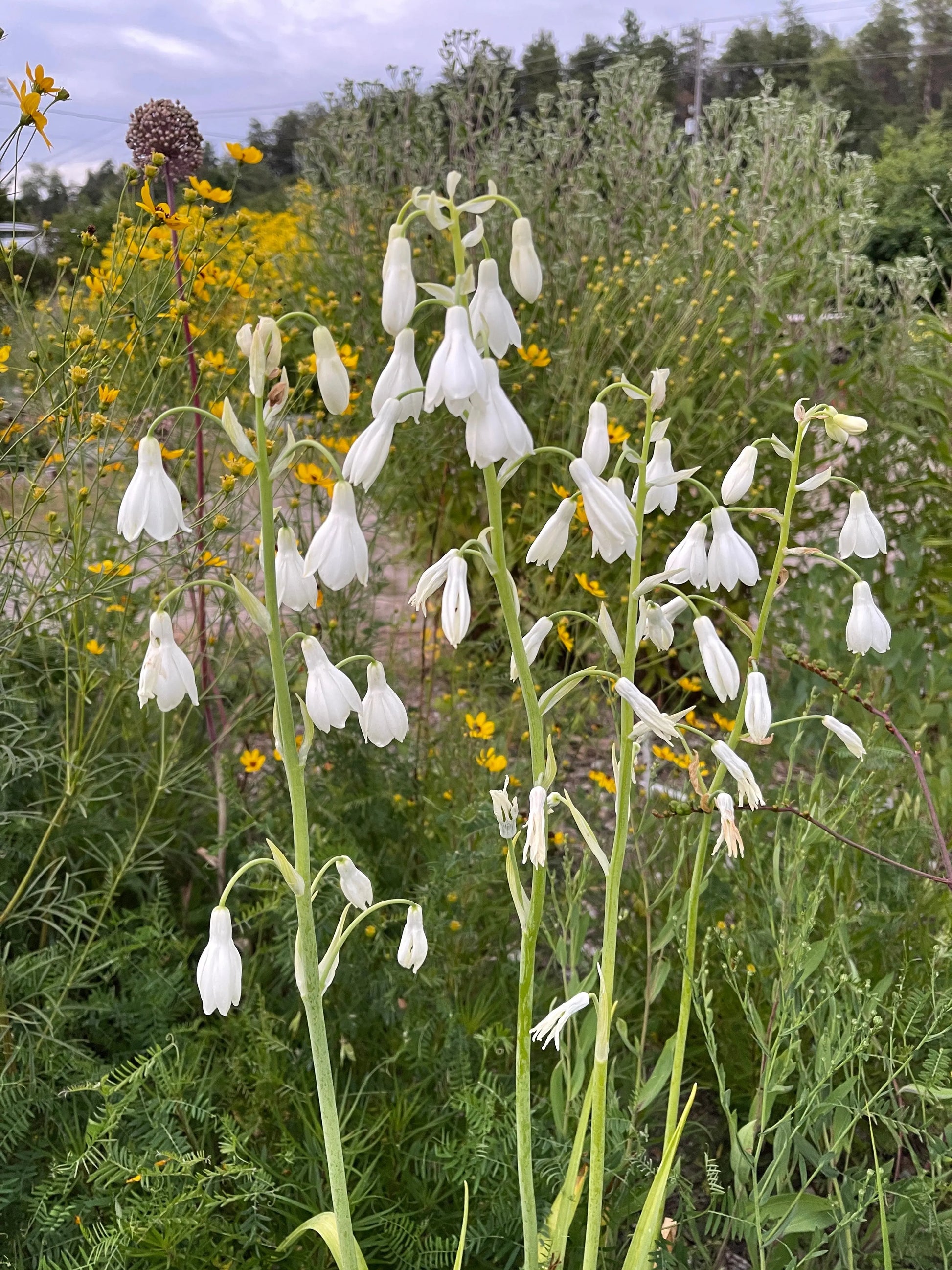 Galtonia candicans - Mason House Garden