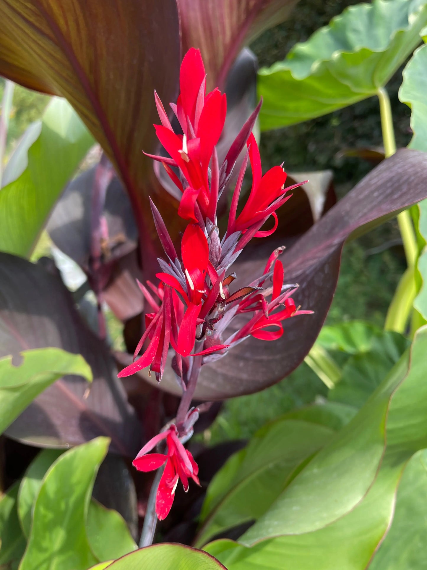 Canna speciosa - Mason House Garden