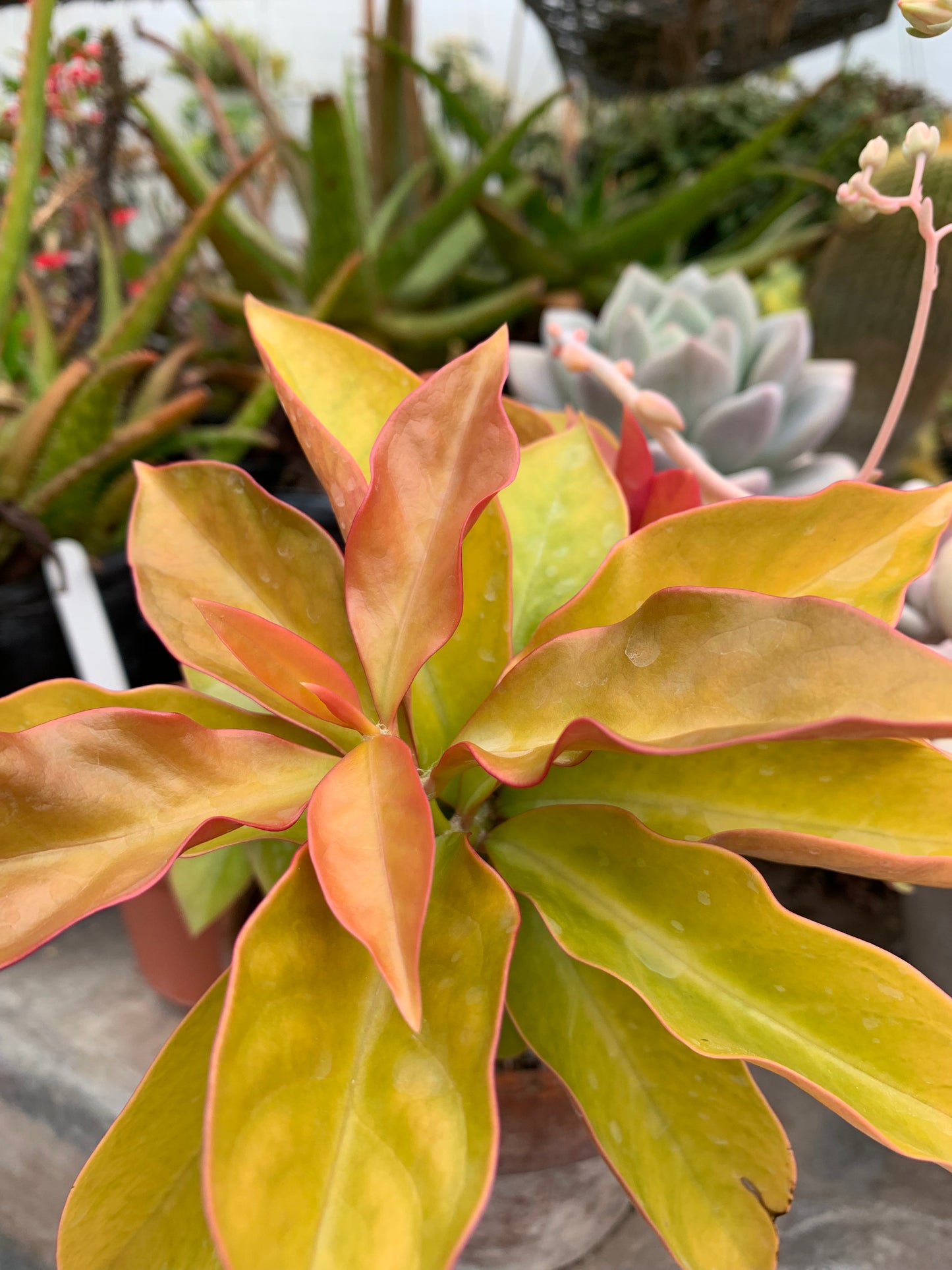Pereskia aculeata Godseffiana