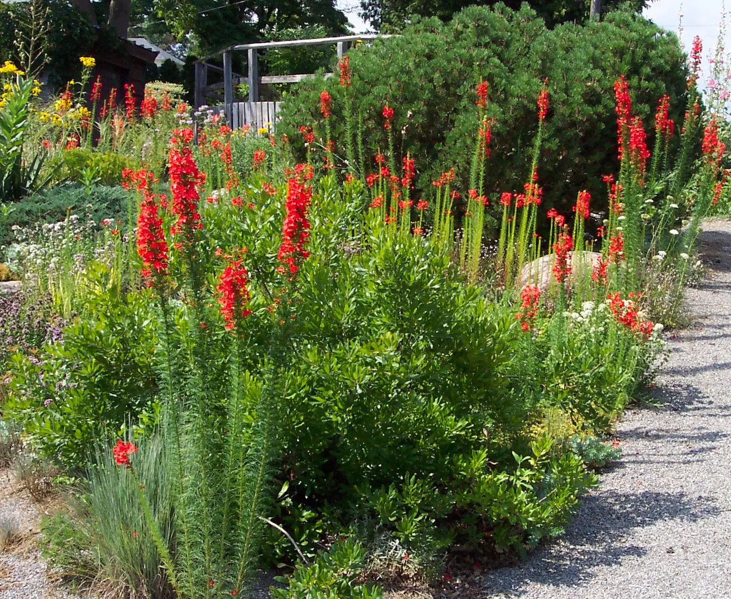 Ipomopsis rubra - Mason House Garden