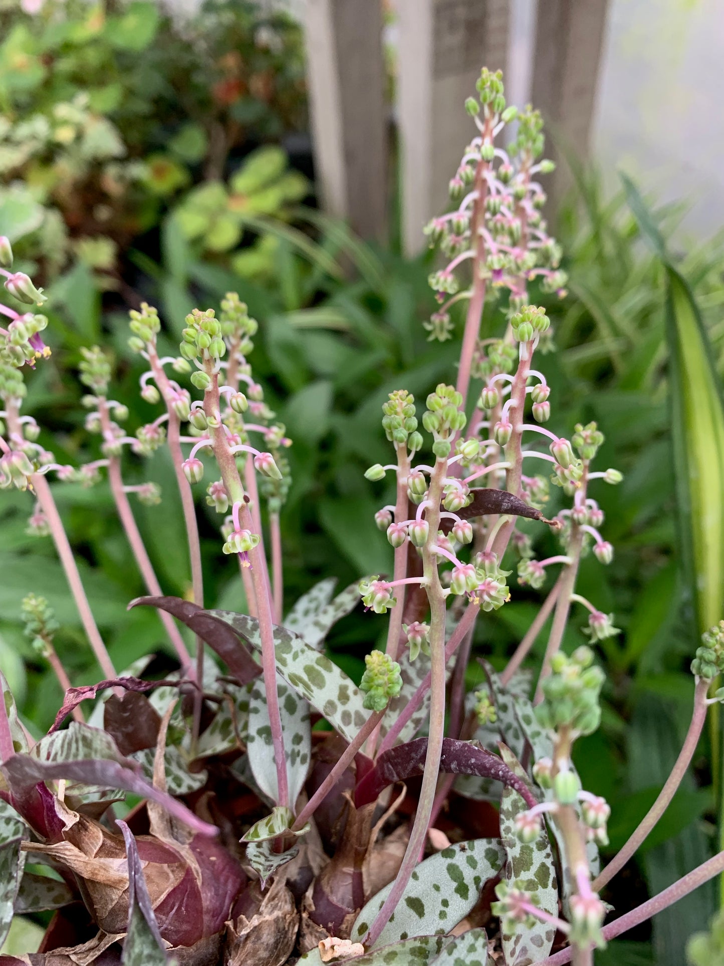 Ledebouria socialis