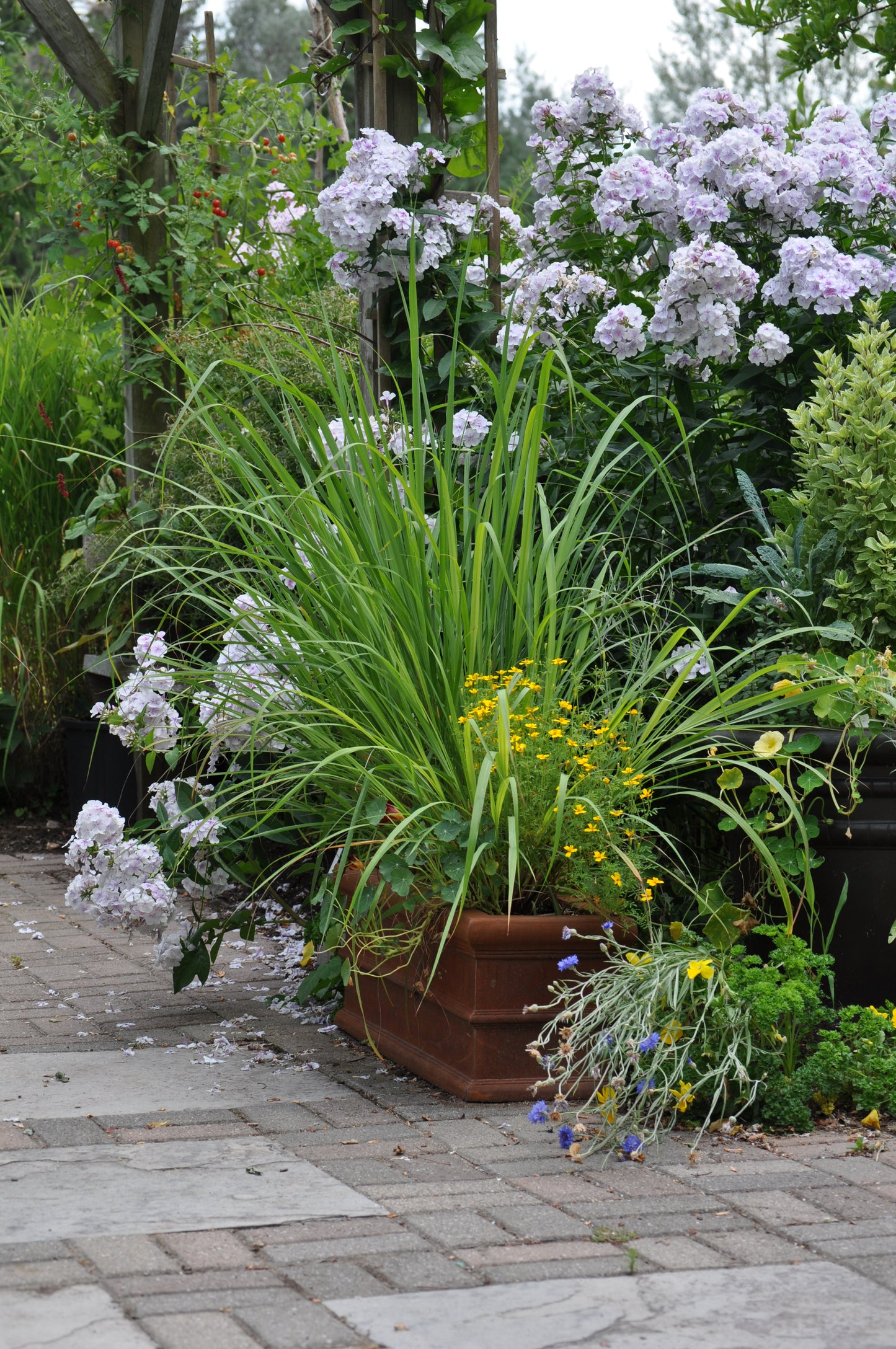 Cymbopogon citratus Lemon Grass