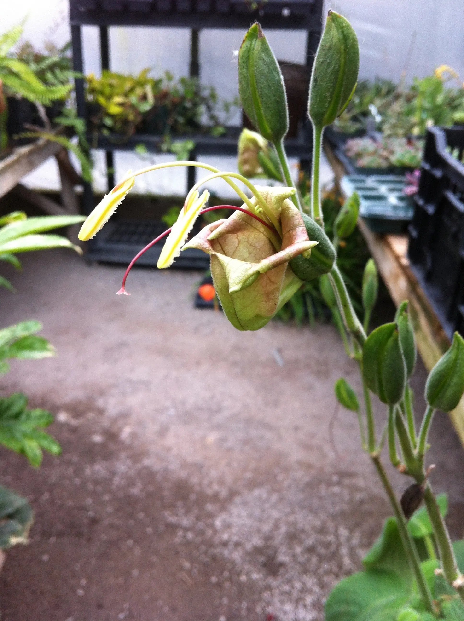 Louteridium donnell-smithii - Mason House Garden