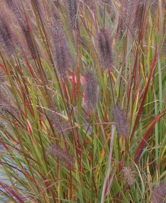 Pennisetum Love and Rockets