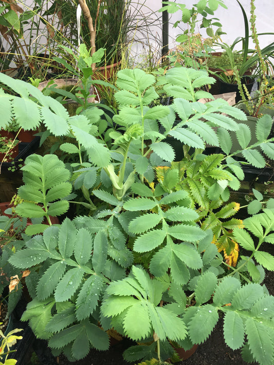 Melianthus major