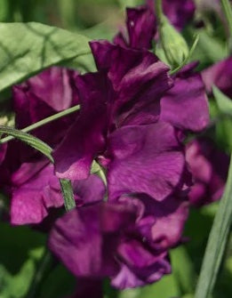Sweet Pea Midnight