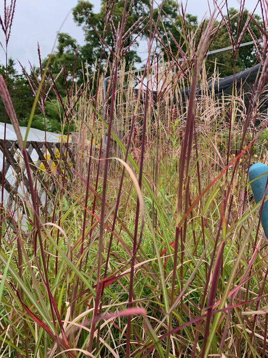 Miscanthus sinensis Ibiza