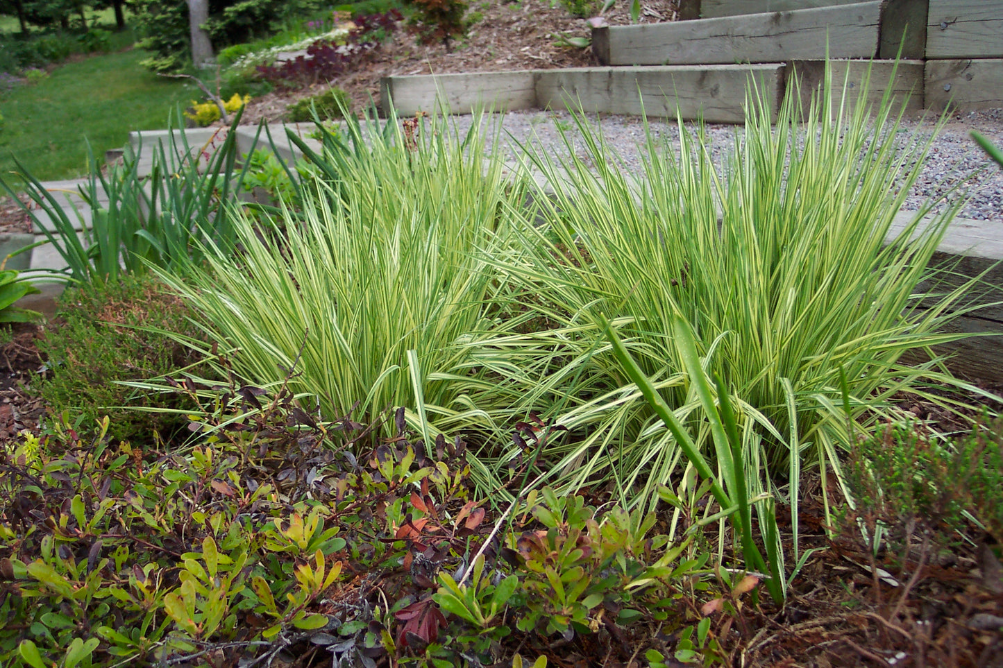 Molinia caerulea Variegata