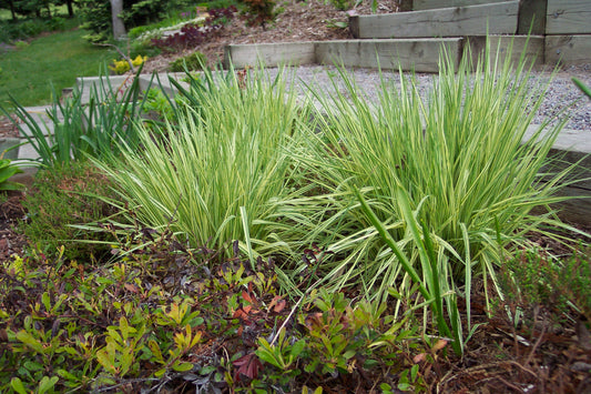 Molinia caerulea Variegata