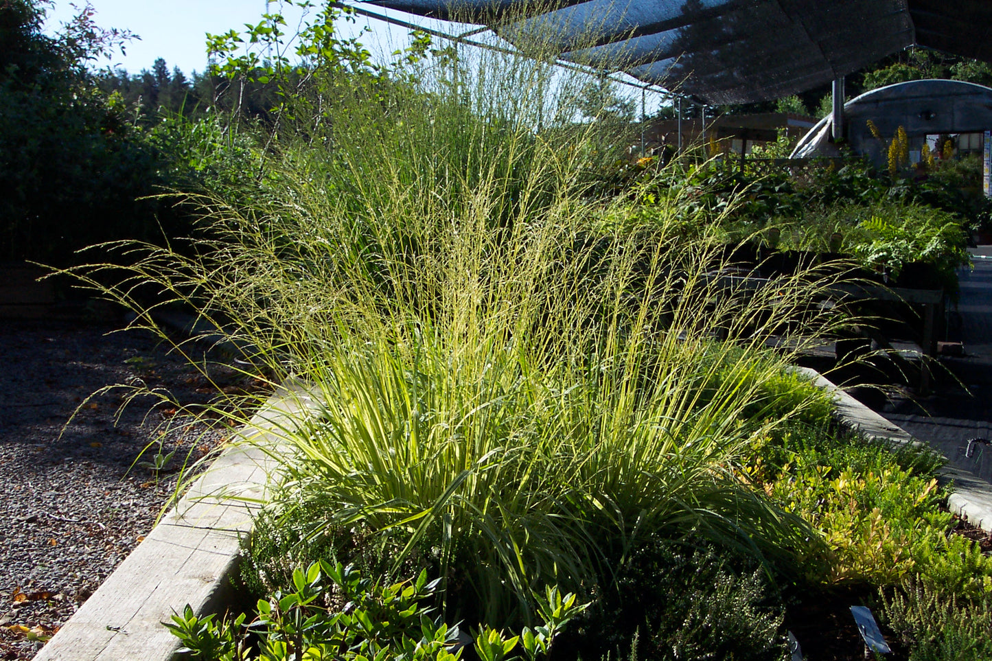 Molinia caerulea Variegata