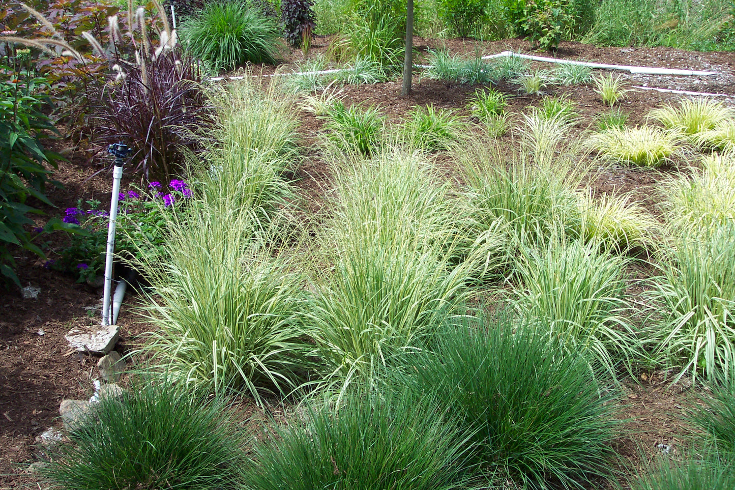 Molinia caerulea Variegata