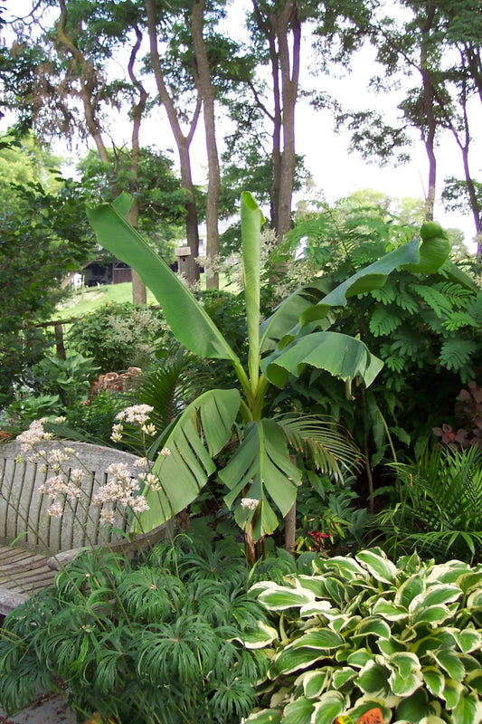 Musa basjoo - Mason House Garden